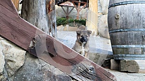 Little homeless puppy on the stairs near the house in the village. A little funny dog guards the house