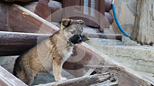 Little homeless puppy on the stairs near the house in the village. A little funny dog guards the house