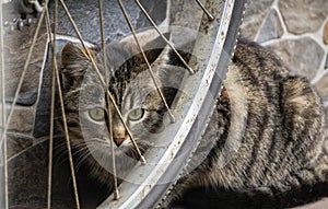 Little homeless tabby kitten hiding behind the wheel of an old bicycle