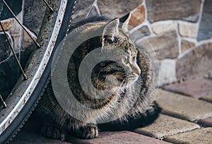 Little homeless tabby kitten hiding behind the wheel of an old bicycle