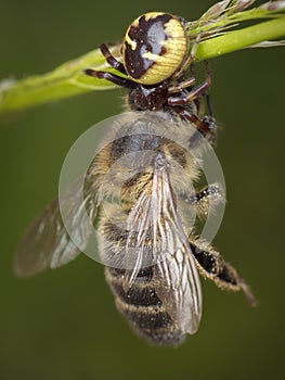 Little honey bee caught by spider