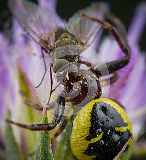 Little honey bee caught by spider