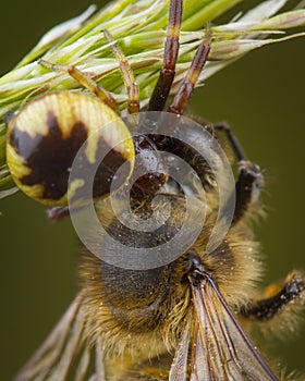 Little honey bee caught by spider