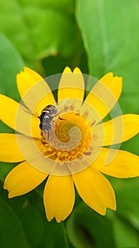 Little Honey bee collect pollen from yellow marigolds flower colse up click