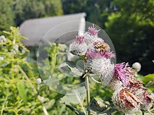 Little honey bee insect sitting on the thistle flower