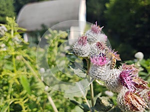 Little honey bee insect sitting on the thistle flower