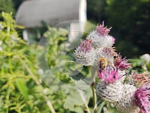 Little honey bee insect sitting on the thistle flower