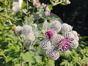 Little honey bee insect sitting on the thistle flower