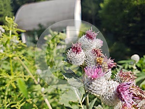 Little honey bee insect sitting on the thistle flower