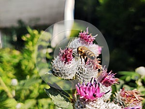 Little honey bee insect sitting on the thistle flower