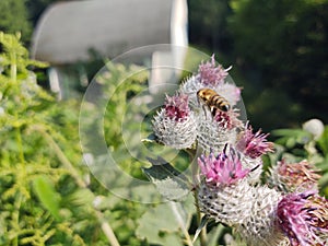 Včelí hmyz sedící na květu bodláku