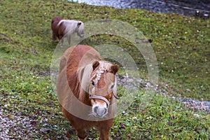 little horse with braided hair comes to the camera