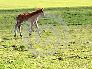 Little horse or colt walking the meadow