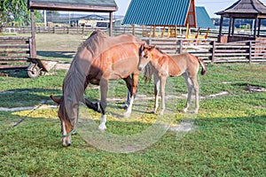 Little horse foal and its mother feeding on green grass