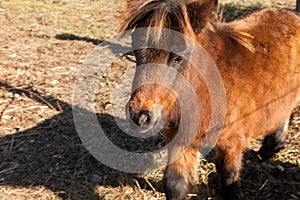 Brown pony grazes in the meadow photo
