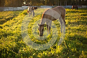 Little horse on a meadow