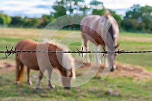 Little Horse on the Prairie