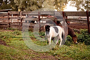 A little horses foals standing near a old wooden fence in a horse farm