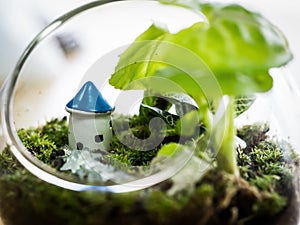 Little house in Terrarium Plant.