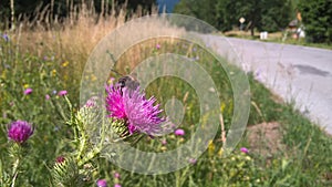 Little hoverfly fly insect sitting on the thistle flower