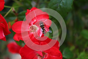 Little hoverfly on a rose