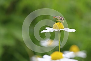 A hoverfly sits at a chamomile flower closeup