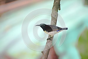 little humming bird sitting on branch of tree