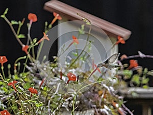 A little Hummingbird feeds from a small red flower.