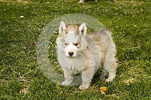 Little Husky Siberiano photo