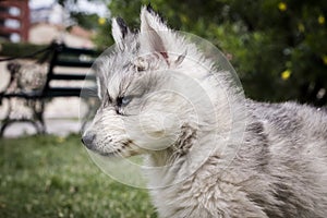 Little Husky Siberiano photo