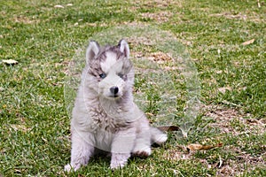 Little Husky Siberiano photo