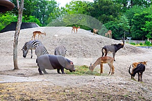 Little hypopotamus and deer eat hay. Zebras and deer in the background. Wild animals. photo