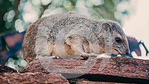 Little Hyrax