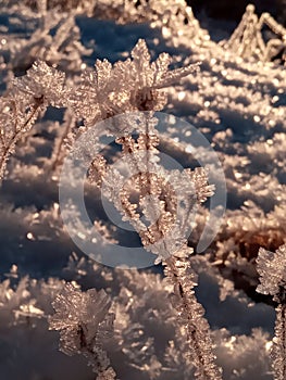 Little iceflower in snow