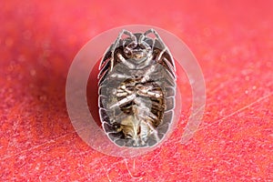 Little insect closeup on uniform background