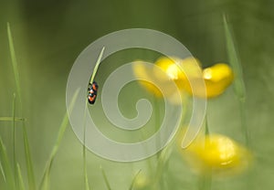 Little insect with flower backdrop