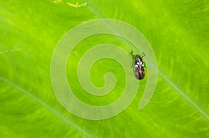 The little insect on green background