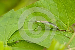 Little insect on the leaf, macro
