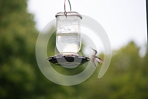 Ruby throated hummingbird sitting on the edge of the feeder, ready to fly