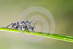Little insect mating on leaf