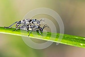 Little insect mating on leaf