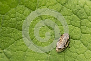 Little meadow cicada on a leaf