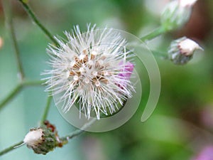 Little Iron Weed flower in Polonnaruwa.