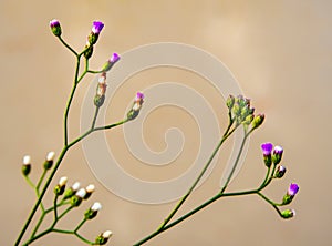 Little weed flower beside the canal