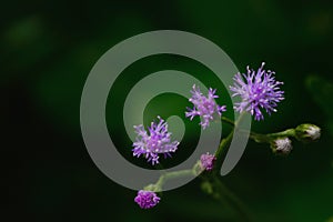 Little ironweed, Vernonia cinerea Herb Less purple flower