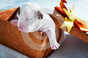 Little jack russel puppy in giftbox, present