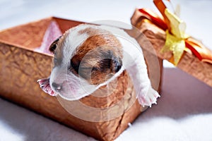 Little jack russel puppy in giftbox, present