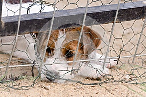 Little jack russel terrier sitting sad behind net