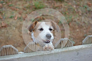 LITTLE JACK RUSSELL DOG LOOKING OVER FENCE INTO NEIGHBOUR`S GARD