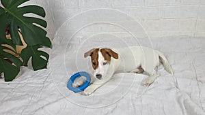 Little Jack Russell puppy plays with a gnawing toy, hiccups and howls